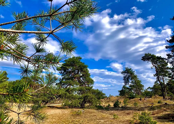 Rode Bosuil: Thuiskomen Op De Veluwe!