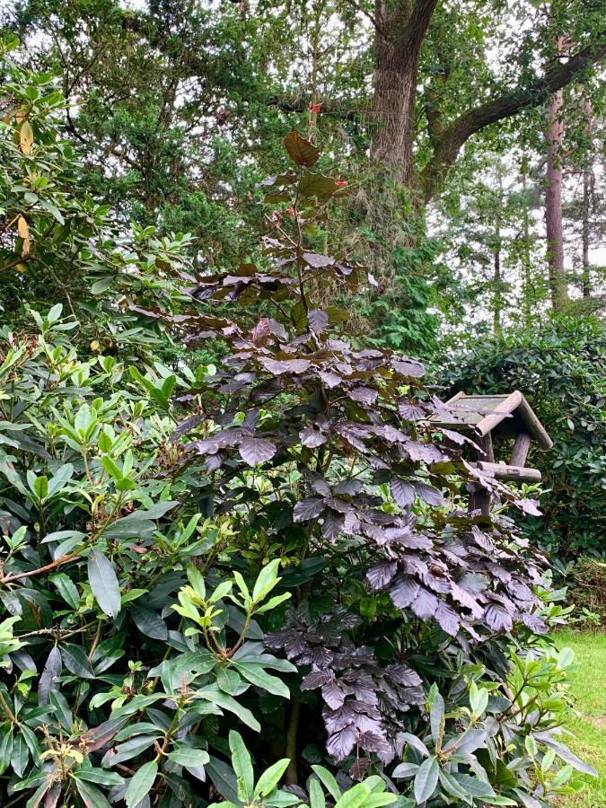 Rode Bosuil: Thuiskomen Op De Veluwe! Holiday home *
