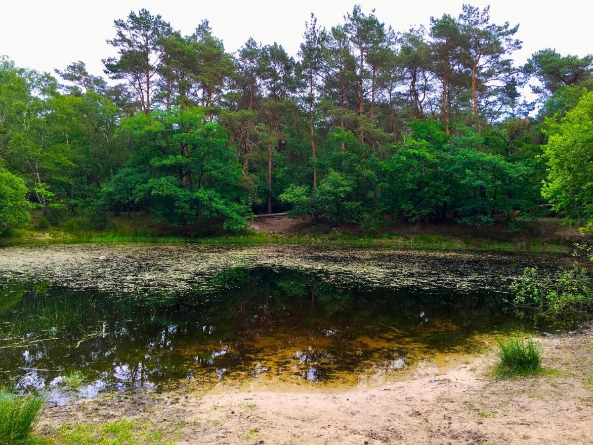 Rode Bosuil: Thuiskomen Op De Veluwe!
