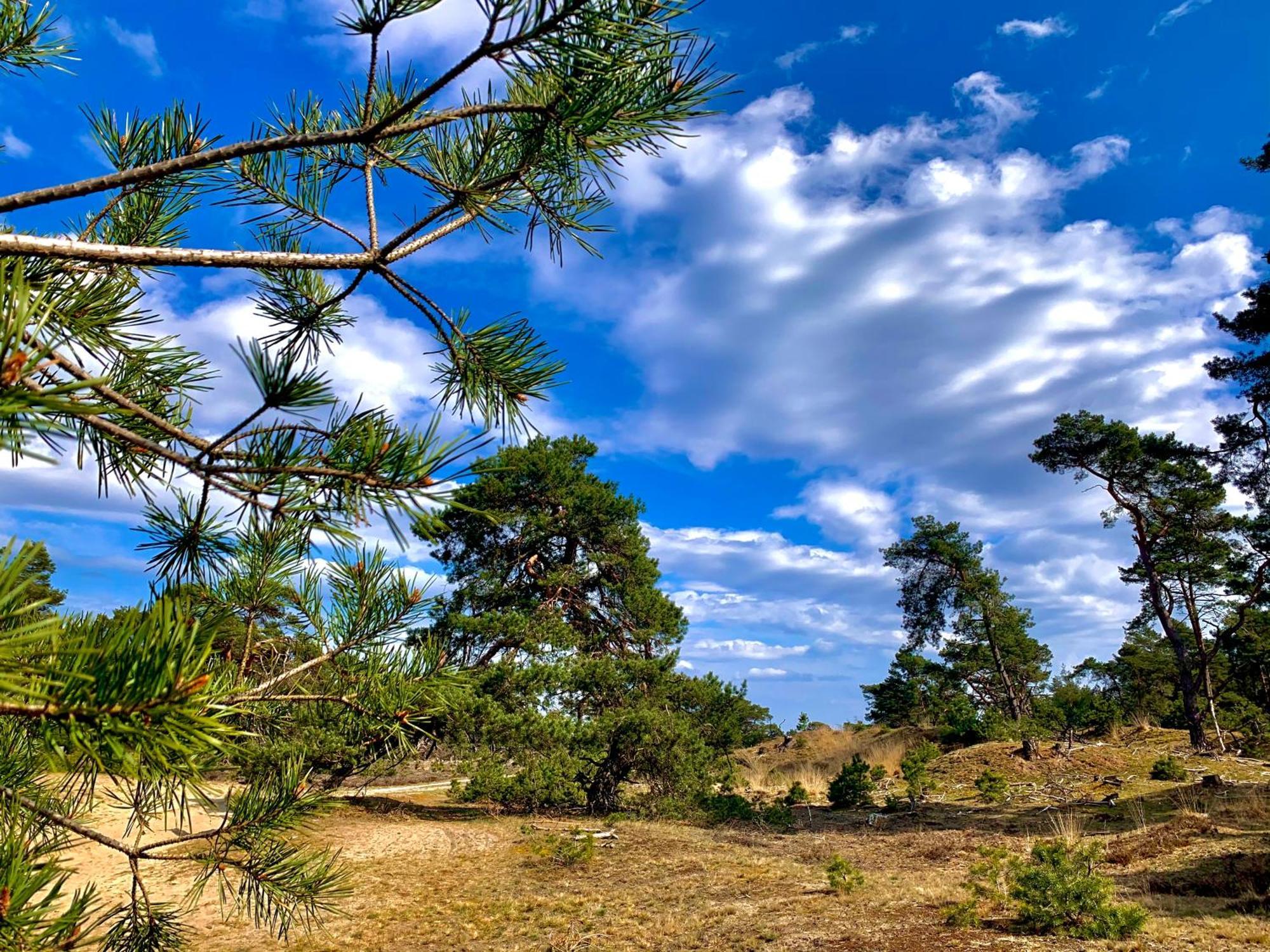 Rode Bosuil: Thuiskomen Op De Veluwe! Holiday home *